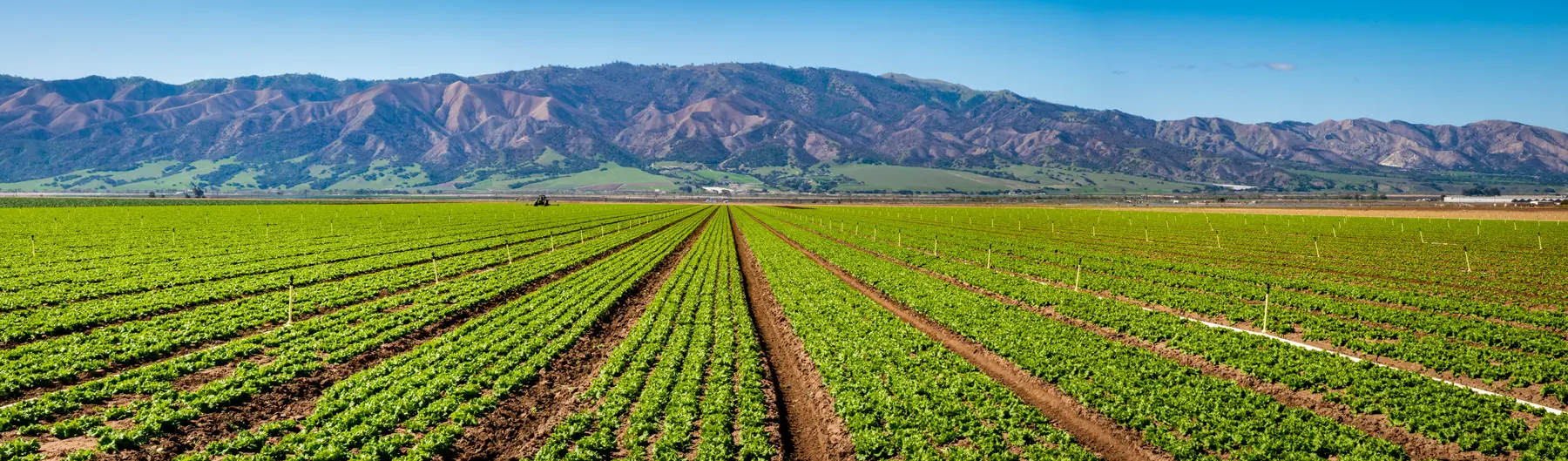 Rows of crops growing beneath California mountains
